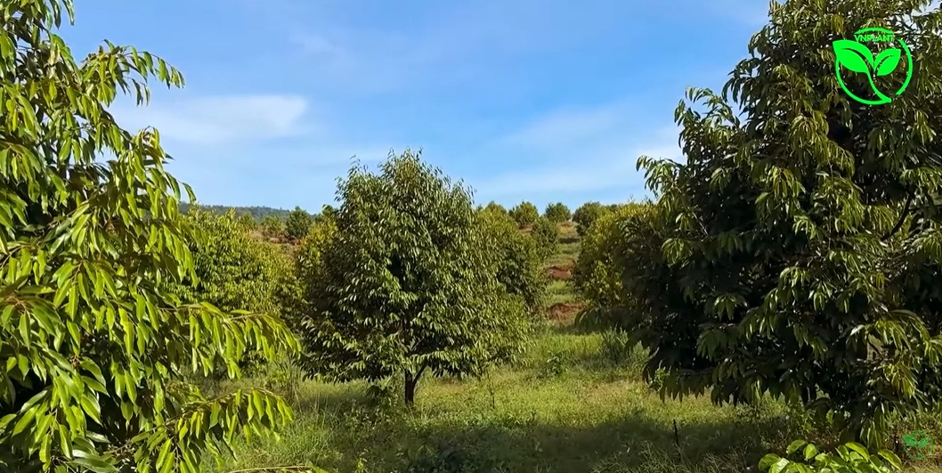 Vuon sau rieng tuy duc dak nong